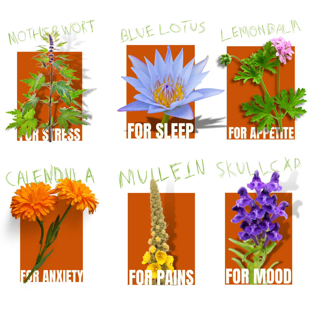 Illustrations of various plants used in herblunt healing smokes with their names and uses on an orange background